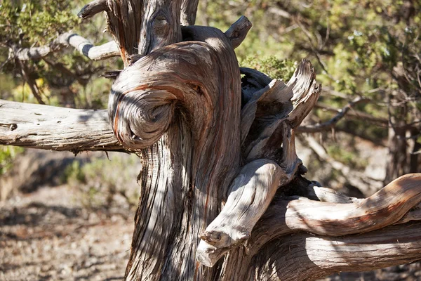 Wizened old tree trunk — Stock Photo, Image