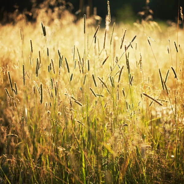 Högt gräs i ett fält — Stockfoto