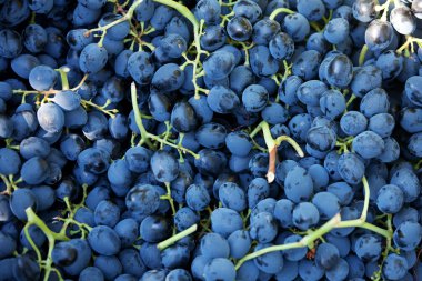 olgunlaşmış üzümler toplanır fırça