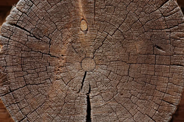 Slice of old logs — Stock Photo, Image