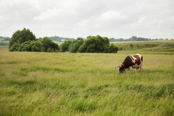 Корова стоит на лугу и ест траву — стоковое фото