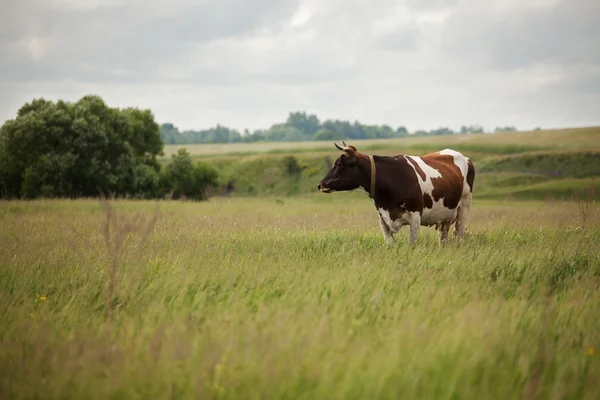 La mucca pascola nel prato — Foto Stock