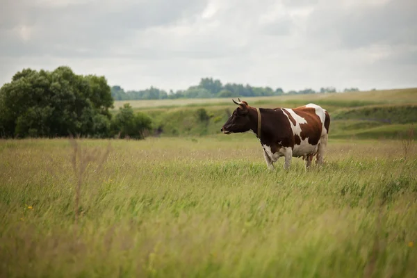 Koe is grazen in de Wei — Stockfoto