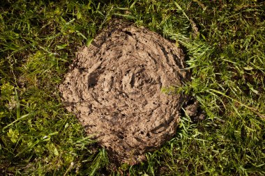 Cow dung lying on the grass clipart