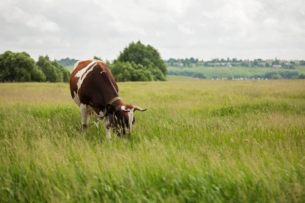 Paisagem com vacas que pastam em um prado — Fotografia de Stock