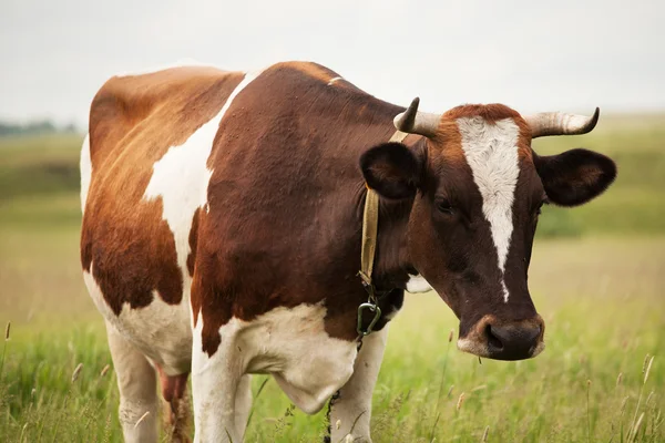 Fotograferade närbild av en ko — Stockfoto