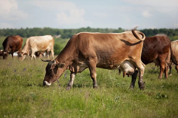 一群在一片草地上吃草的奶牛 — 图库照片