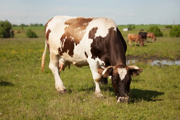 На лугу пасутся большие коровы — стоковое фото