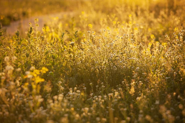 Квітковий луг у променях сонця — стокове фото