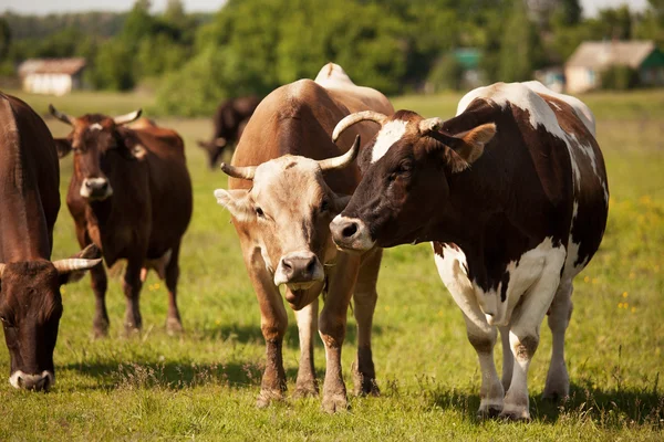 Cows in the herd graze on a green meadow — Stock Photo, Image