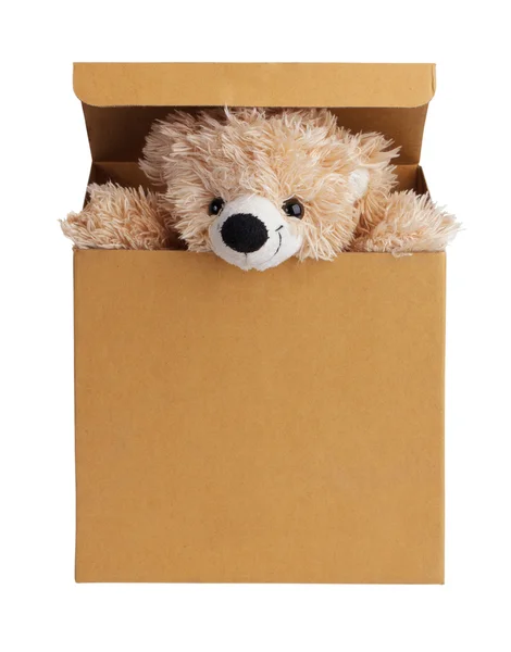 Teddy bear peeking out of the box — Stock Photo, Image