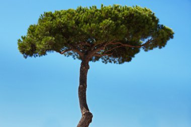 yeşil yaprakları ile yüksek kozalaklı