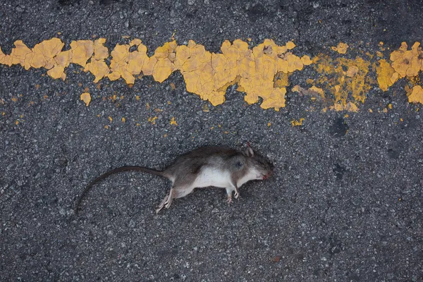 Мертвая крыса — стоковое фото