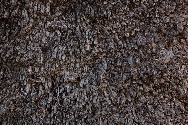 Torrt trä bark — Stockfoto