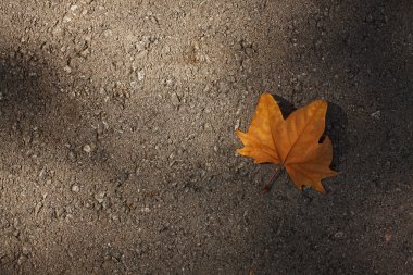 asfalt üzerinde kuru akçaağaç yaprağı