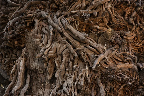 Trunk of an old tree with many sprouts — Stock Photo, Image