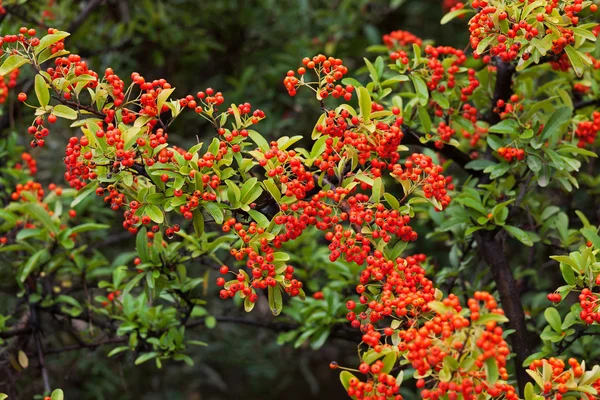 Arbusto con muchas bayas rojas —  Fotos de Stock