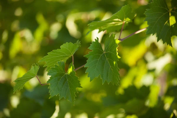 Vinha com folhas verdes — Fotografia de Stock