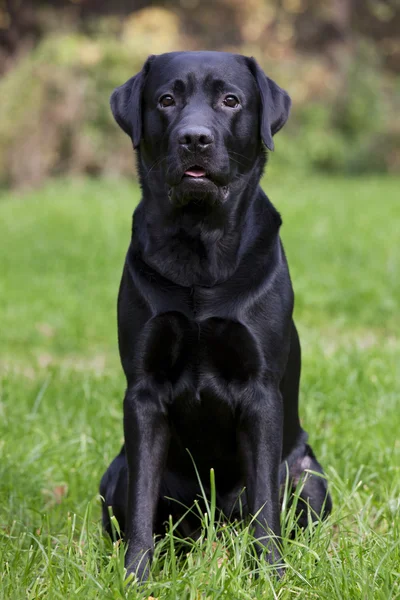 Czarny labrador siedzi w zielonej trawie — Zdjęcie stockowe