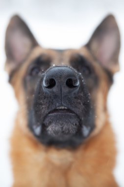 büyük bir köpek fotoğrafı yakın çekim burun