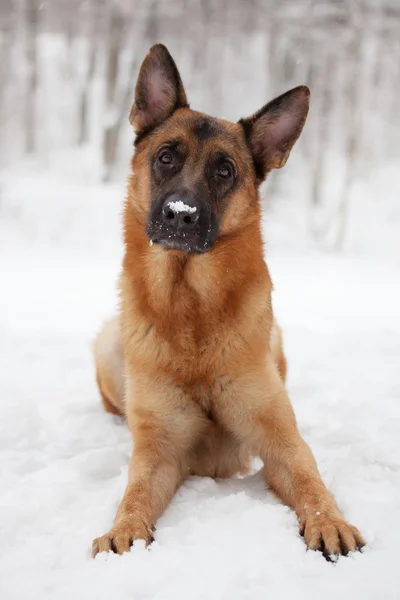 Pelirroja perro se encuentra en la nieve en invierno — Foto de Stock