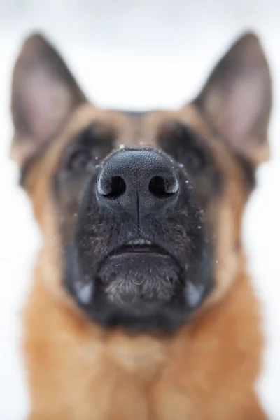 Nez de gros plan photographié d'un grand chien — Photo