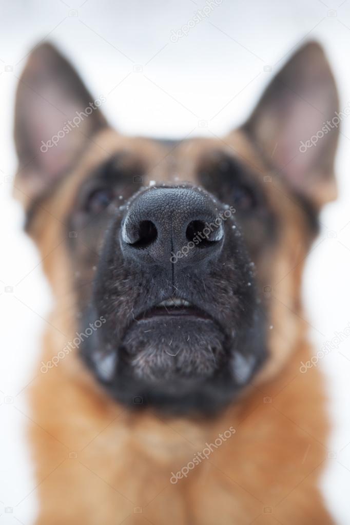 Photographed close-up nose of a large dog