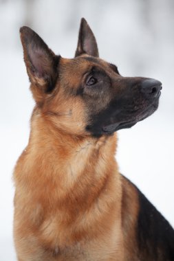 Shepherd cins köpek oturma ve bir yer arıyorum