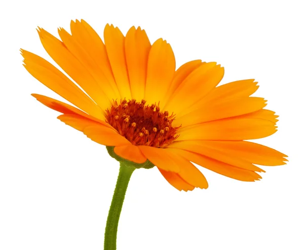 Fleur de marguerite orange avec pétales — Photo