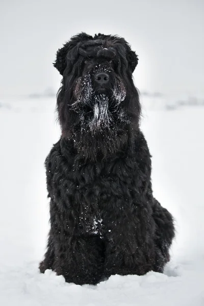 Gran terrier negro con bozal en la nieve — Foto de Stock