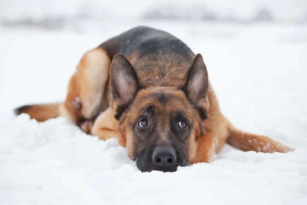Berger roux couché dans la neige — Photo