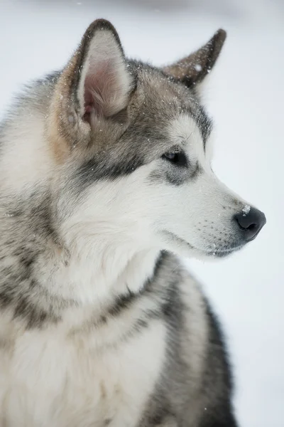 Husky perro sentado y mirando hacia otro lado — Foto de Stock