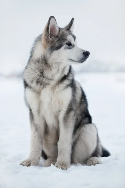 Husky filhote sentado na neve — Fotografia de Stock