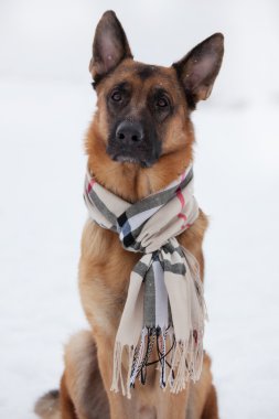 herder zitten in een sjaal op sneeuw목 자의 눈에 스카프에 앉아