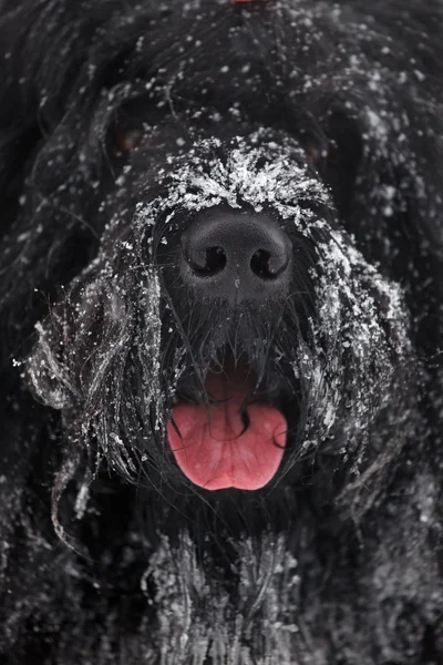 Fang nagy bozontos fekete terrier — Stock Fotó