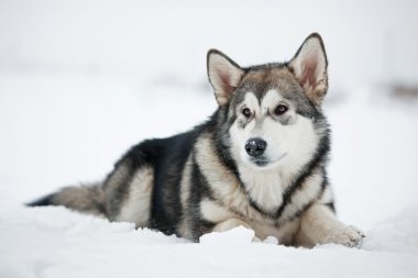 alaskan malamute yavru kar üzerinde yalan