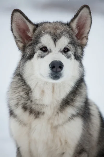 Alaskan malamute pup — Stockfoto