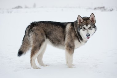 Alaskan malamute standları