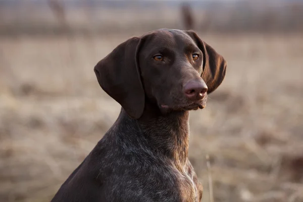 Jagdhund sitzt und starrt voraus — Stockfoto