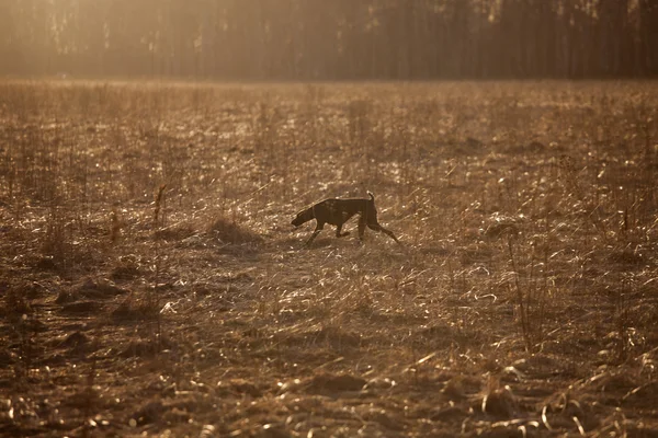 Perro de caza corriendo por el campo — Foto de Stock