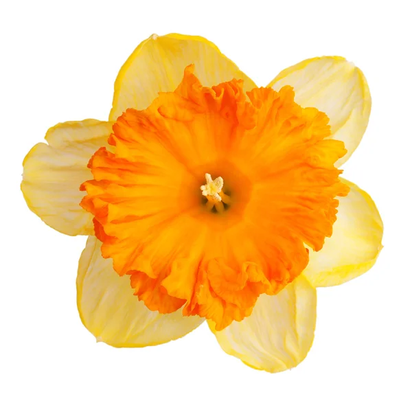 Ανθισμένες daffodil οφθαλμός κίτρινο — Φωτογραφία Αρχείου
