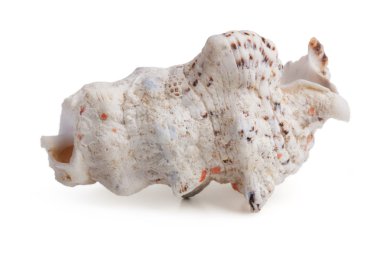 eski istiridye kabuğu