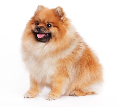 작은 오렌지 스 피 츠에 앉아