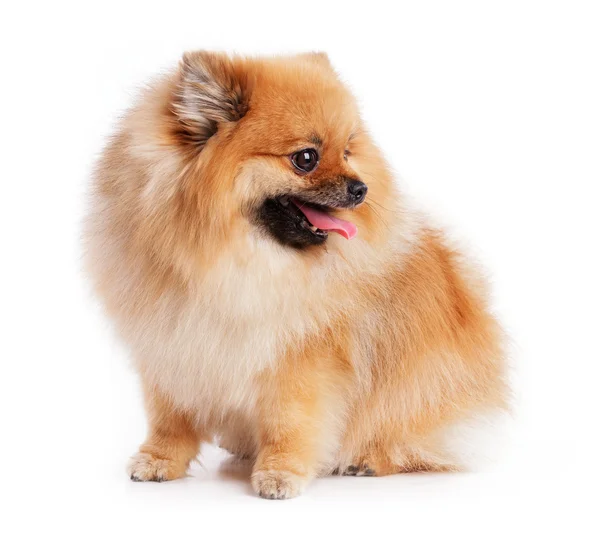 Charming young spitz — Stock Photo, Image