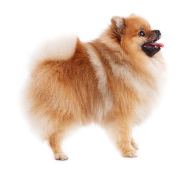 küçük kırmızı spitz