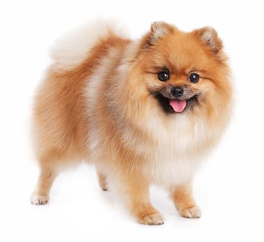 sevimli küçük pomeranian kırmızı renk