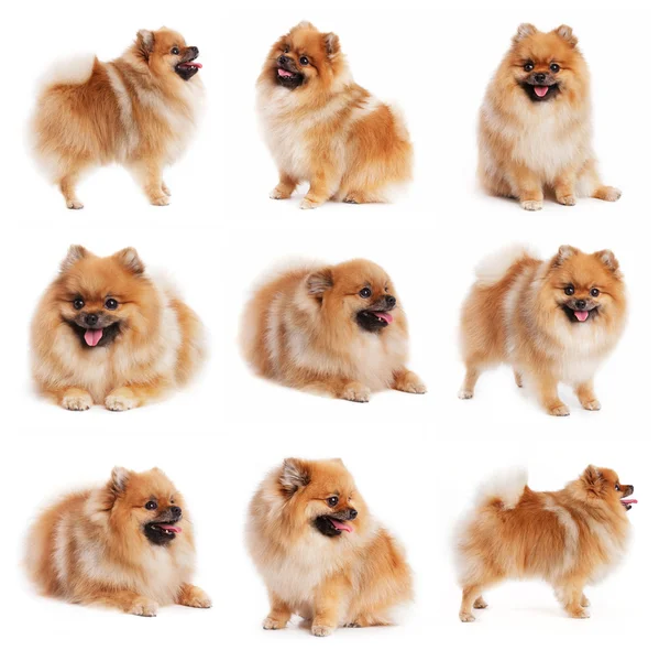 Red spitz in different poses — Stock Photo, Image