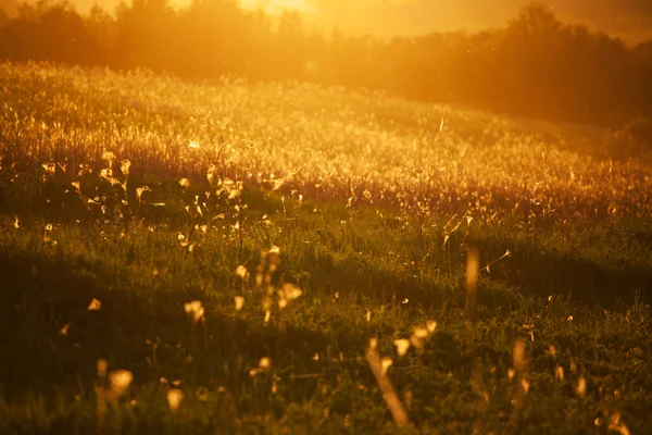 Mooie weiland met gras in de avondzon — Stockfoto