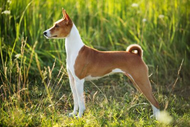 avcılık köpek doğurmak alçaklık