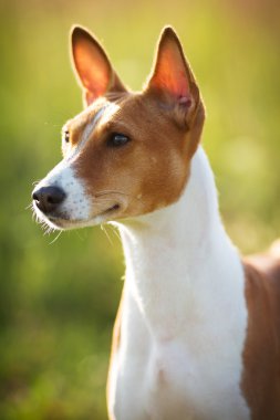 av köpeği cinsi küçük alçaklık